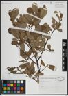 Foto von Salix atrocinerea Brot.